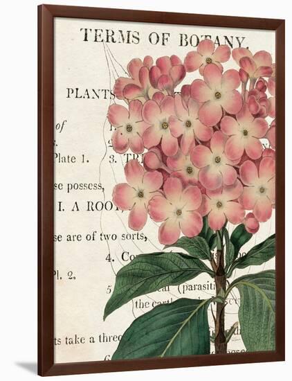 Bicolor Phlox Botany-Sue Schlabach-Framed Art Print