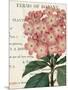 Bicolor Phlox Botany-Sue Schlabach-Mounted Art Print