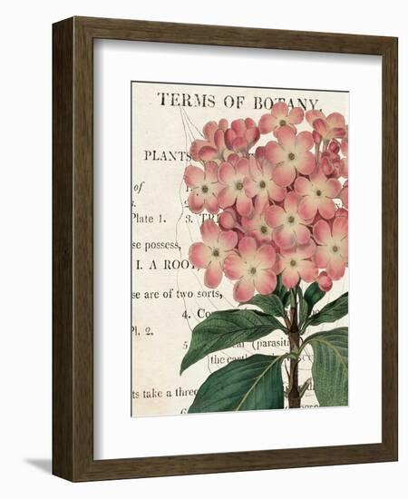 Bicolor Phlox Botany-Sue Schlabach-Framed Art Print