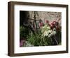 Bicycle Decorated with Flowers, Brantome, Dordogne, France, Europe-Peter Richardson-Framed Photographic Print