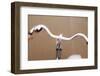 Bicycle Handlebars-Guido Cozzi-Framed Photographic Print