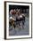 Bicycle Racers at Volunteer Park, Seattle, Washington, USA-William Sutton-Framed Premium Photographic Print