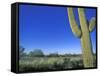 Bicycle Touring, Arizona, USA-Chuck Haney-Framed Stretched Canvas