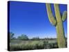 Bicycle Touring, Arizona, USA-Chuck Haney-Stretched Canvas