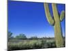 Bicycle Touring, Arizona, USA-Chuck Haney-Mounted Photographic Print