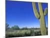 Bicycle Touring, Arizona, USA-Chuck Haney-Mounted Photographic Print