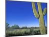 Bicycle Touring, Arizona, USA-Chuck Haney-Mounted Photographic Print