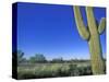 Bicycle Touring, Arizona, USA-Chuck Haney-Stretched Canvas