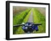 Bicycle Trail, Kinderdijk, Netherlands-Keren Su-Framed Photographic Print