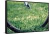 Bicycle Wheel in Grass-null-Framed Stretched Canvas