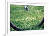 Bicycle Wheel in Grass-null-Framed Photo