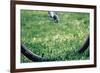 Bicycle Wheel in Grass-null-Framed Photo