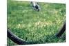 Bicycle Wheel in Grass-null-Mounted Photo