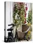 Bicycle with Basket and Hollyhocks, Ars-En-Re, Ile De Re, Charente-Maritime, France, Europe-Peter Richardson-Stretched Canvas