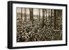 Bicycles at the Avus Racetrack in Berlin, 1931-null-Framed Giclee Print