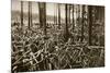 Bicycles at the Avus Racetrack in Berlin, 1931-null-Mounted Giclee Print