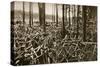 Bicycles at the Avus Racetrack in Berlin, 1931-null-Stretched Canvas