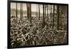 Bicycles at the Avus Racetrack in Berlin, 1931-null-Framed Giclee Print