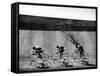 Bicycles Forming Distorted Designs on Track as Peddlers Grind Away in the 4,000 Meter Team Pursuit-Ralph Crane-Framed Stretched Canvas