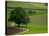 Bicycling in Basel Land, Jura Mountains, Switzerland-David Barnes-Stretched Canvas