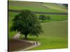 Bicycling in Basel Land, Jura Mountains, Switzerland-David Barnes-Stretched Canvas