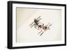 Bicyclist-Jason Ratliff-Framed Giclee Print