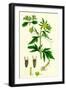 Bidens Tripartita Tripartite Bur-Marygold-null-Framed Giclee Print