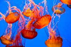 Spectacular Jellyfish-bierchen-Photographic Print