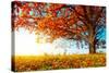 Big Autumn Oak With Red Leaves On A Blue Sky Background-Dudarev Mikhail-Stretched Canvas
