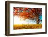 Big Autumn Oak With Red Leaves On A Blue Sky Background-Dudarev Mikhail-Framed Photographic Print