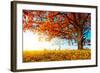 Big Autumn Oak With Red Leaves On A Blue Sky Background-Dudarev Mikhail-Framed Photographic Print