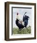 Big Bad Billy-Kathleen Green-Framed Giclee Print