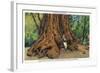 Big Basin, California - Father of the Forest Tree, 5000 Years old-Lantern Press-Framed Art Print