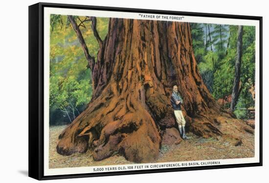 Big Basin, California - Father of the Forest Tree, 5000 Years old-Lantern Press-Framed Stretched Canvas