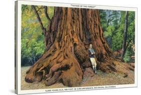 Big Basin, California - Father of the Forest Tree, 5000 Years old-Lantern Press-Stretched Canvas