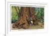 Big Basin, California - Father of the Forest Tree, 5000 Years old-Lantern Press-Framed Premium Giclee Print