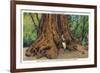 Big Basin, California - Father of the Forest Tree, 5000 Years old-Lantern Press-Framed Premium Giclee Print