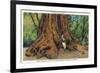 Big Basin, California - Father of the Forest Tree, 5000 Years old-Lantern Press-Framed Premium Giclee Print