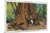 Big Basin, California - Father of the Forest Tree, 5000 Years old-Lantern Press-Mounted Premium Giclee Print