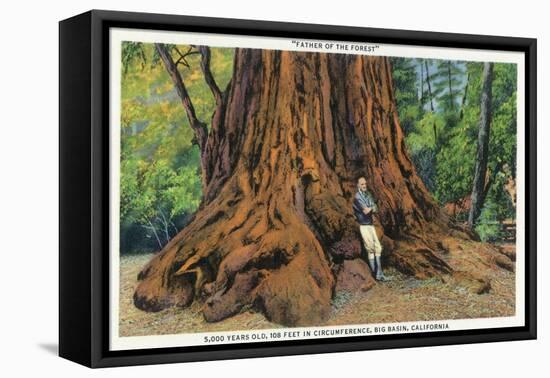 Big Basin, California - Father of the Forest Tree, 5000 Years old-Lantern Press-Framed Stretched Canvas