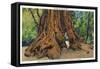 Big Basin, California - Father of the Forest Tree, 5000 Years old-Lantern Press-Framed Stretched Canvas