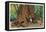 Big Basin, California - Father of the Forest Tree, 5000 Years old-Lantern Press-Framed Stretched Canvas