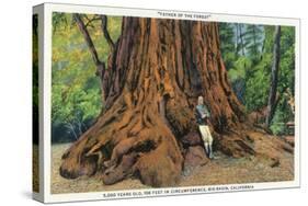 Big Basin, California - Father of the Forest Tree, 5000 Years old-Lantern Press-Stretched Canvas
