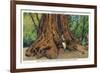 Big Basin, California - Father of the Forest Tree, 5000 Years old-Lantern Press-Framed Art Print