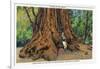 Big Basin, California - Father of the Forest Tree, 5000 Years old-Lantern Press-Framed Art Print