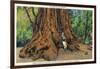 Big Basin, California - Father of the Forest Tree, 5000 Years old-Lantern Press-Framed Art Print