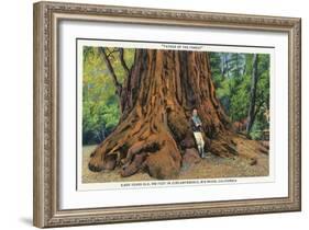 Big Basin, California - Father of the Forest Tree, 5000 Years old-Lantern Press-Framed Art Print