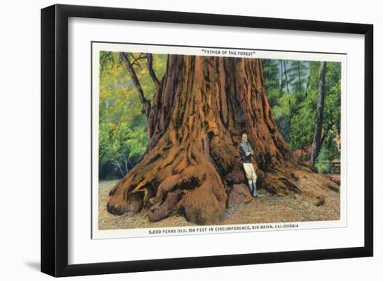 Big Basin, California - Father of the Forest Tree, 5000 Years old-Lantern Press-Framed Art Print