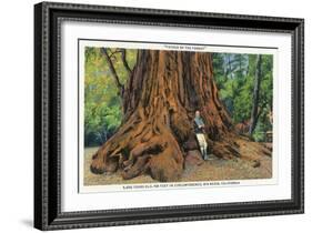 Big Basin, California - Father of the Forest Tree, 5000 Years old-Lantern Press-Framed Art Print