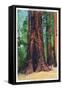 Big Basin, California - Mother Tree-Lantern Press-Framed Stretched Canvas